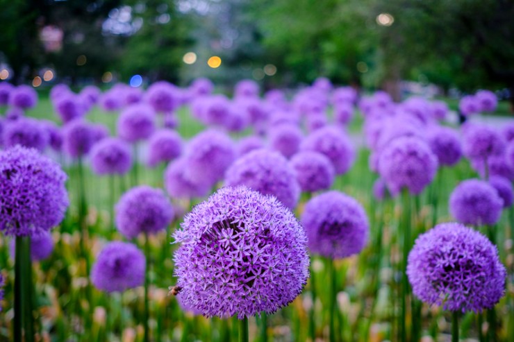 Allium flowers on the Boston Common